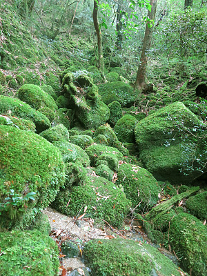 山茶根