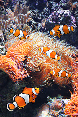anemonefish