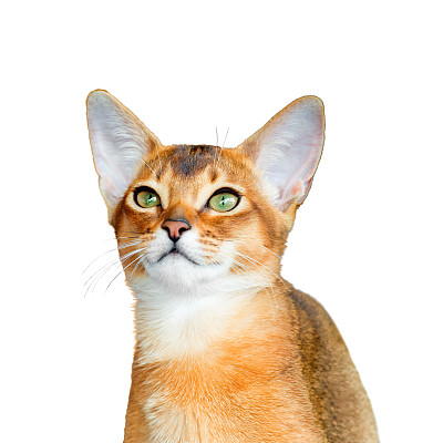 abyssinian猫