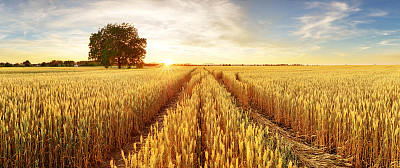 triticum
