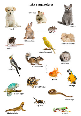 动物英文字母