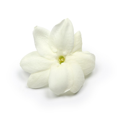 jasmine