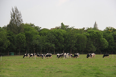 dairy