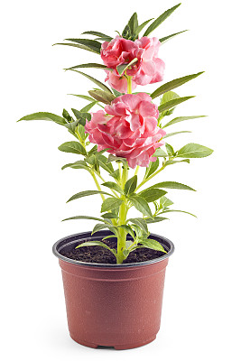 impatiens