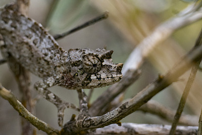 chamaeleon
