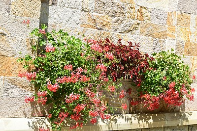 红墙 海棠花
