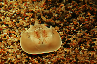 海参蜗牛