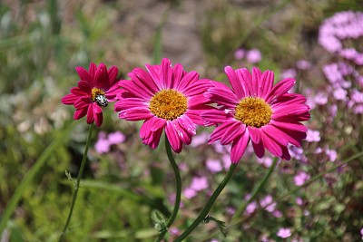 pyrethrum