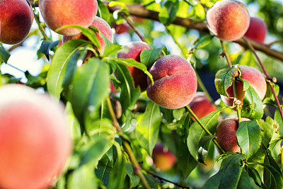 peach