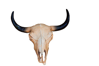 古代哺乳动物牙齿