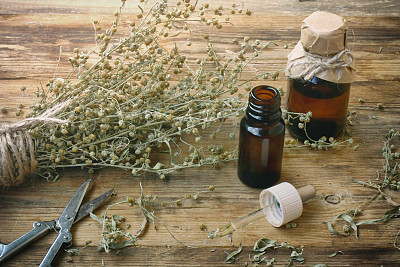 mugwort