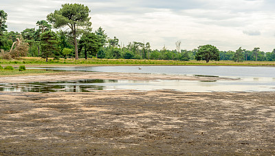marsh