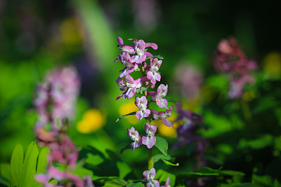 corydalis