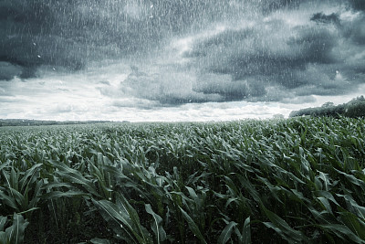 drizzle
