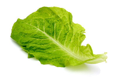 lactuca