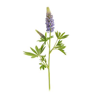 开花时间间隔
