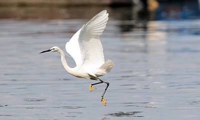 egret