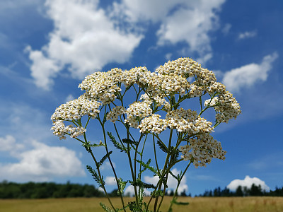 achillea