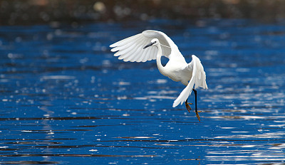 egret
