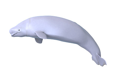 白鲸