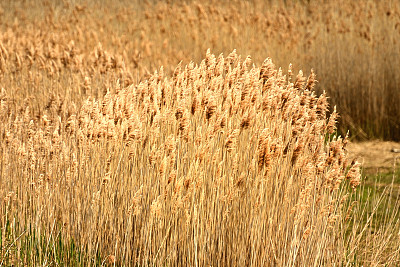 pampas
