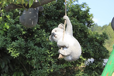 koala