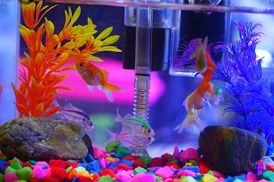 aquarium