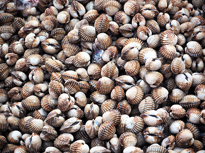 cockle