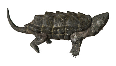 snapper
