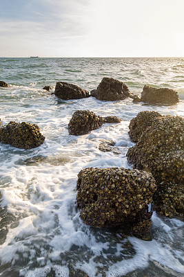 tridacna