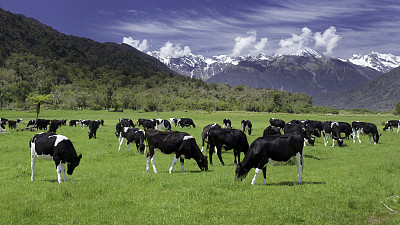 nz