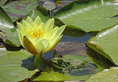 青蛙花纹