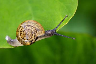 snail