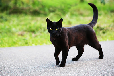 野生猫科动物