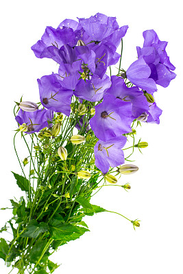 hyacinthoides
