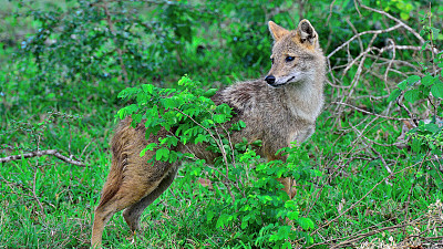 jackal