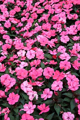 impatiens