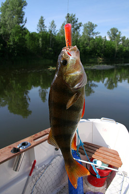 gills