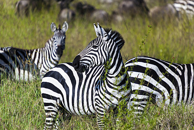 ngorongoro