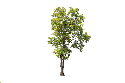 maple