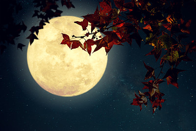 秋叶月光下