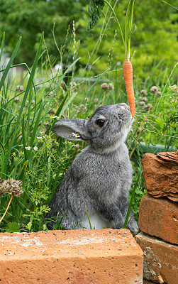 灰色兔子