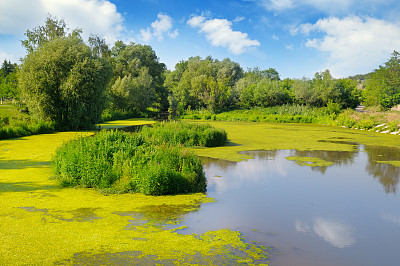 duckweed
