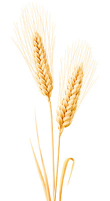 triticum