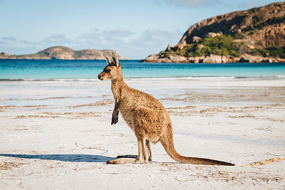 kangaroo