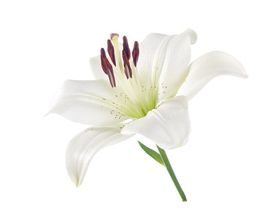 lilium