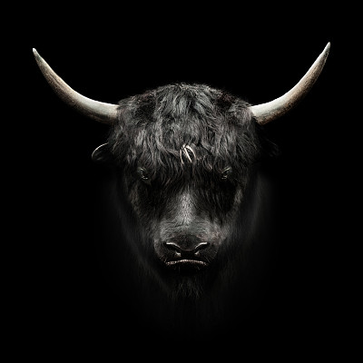 cattle