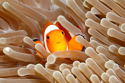 anemonefish