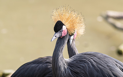 黑冠鹤