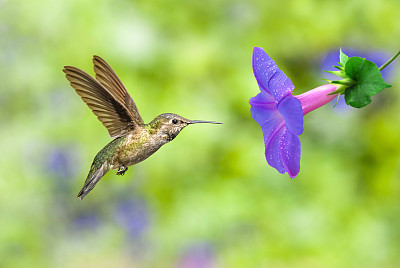 pollination